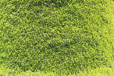 《麦登橄榄球26》和《大学橄榄球26》发售日公开 无PS4＆XB1版本